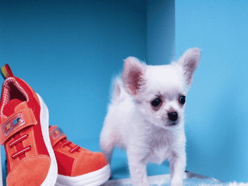 新添寨试管婴儿，试管中吃石榴